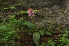 Satyrium nepalense